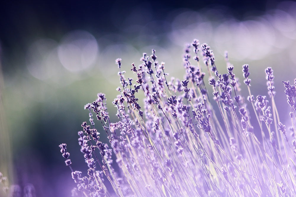 Lavender: A Natural Anxiety Reducer