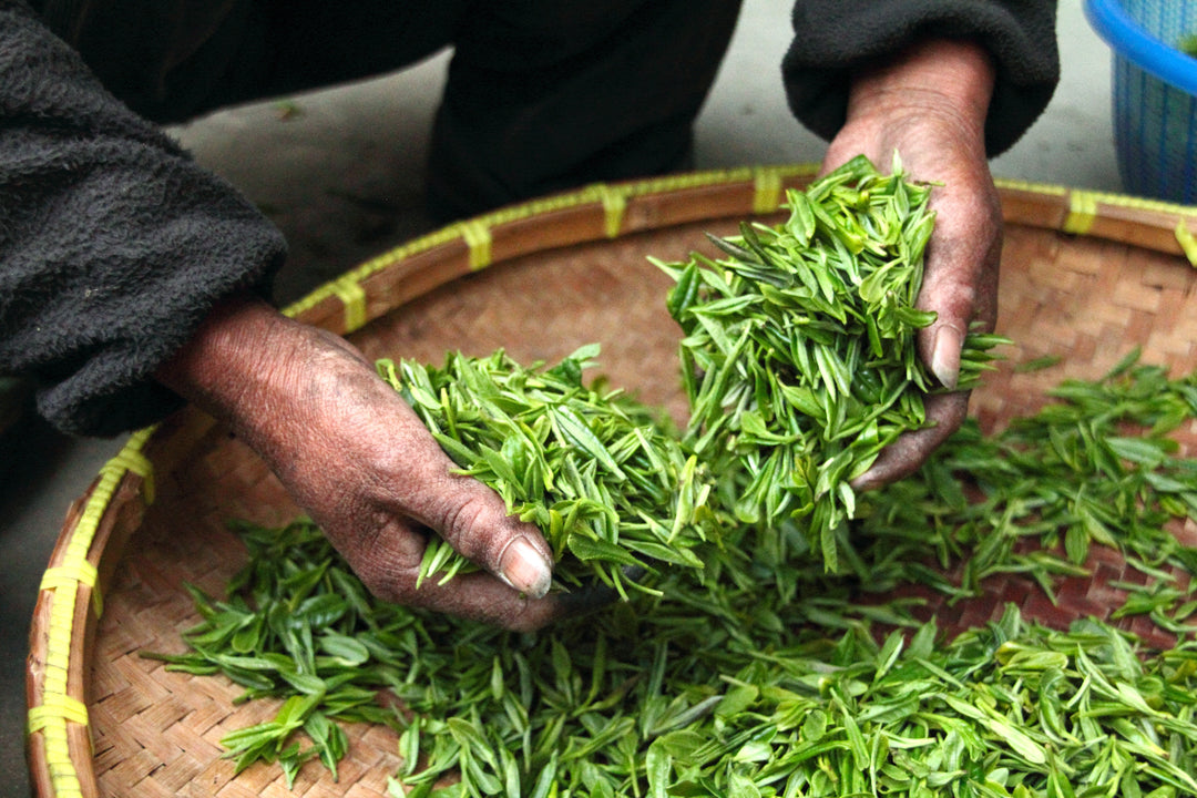 Green tea: Powerful Polyphenols