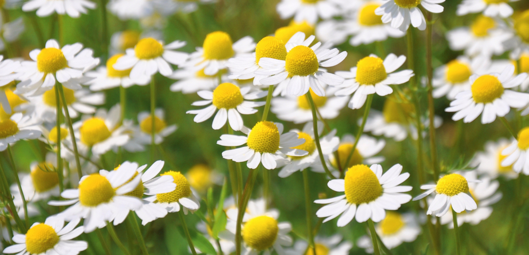 Chamomile: Nature’s Soothing But Powerful Ingredient For Sensitive Skin